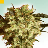 Sensi Seeds Marijuana Seeds
